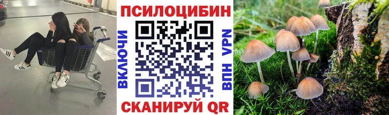 Псилоцибиновые грибы Psilocybe  Сосновый Бор 